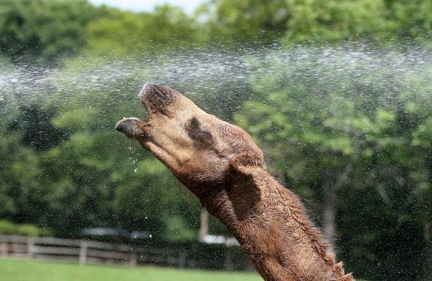 Hot day at Grant's Farm in 2007